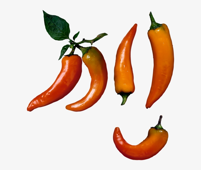 Chili Pepper, transparent png