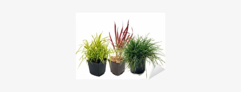 Phalaris , Imperata, Sesleria Sticker • Pixers® • We - Grasses, transparent png