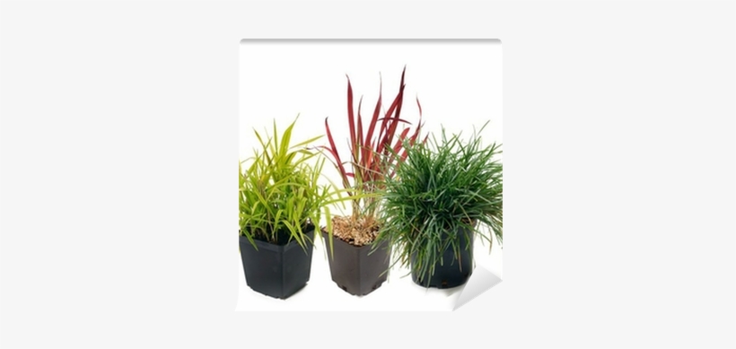 Phalaris , Imperata, Sesleria Wall Mural • Pixers® - Grasses, transparent png