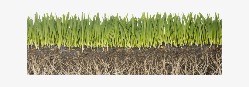 Lawn Care Program Image - Food And Agriculture Security, transparent png