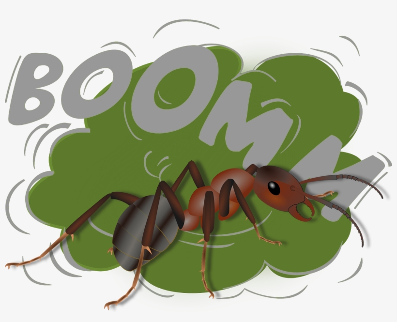 Jodi Ralston Exploding Ant Camponotus Saundersi - Spreadshirt T-shirt Explosion, transparent png
