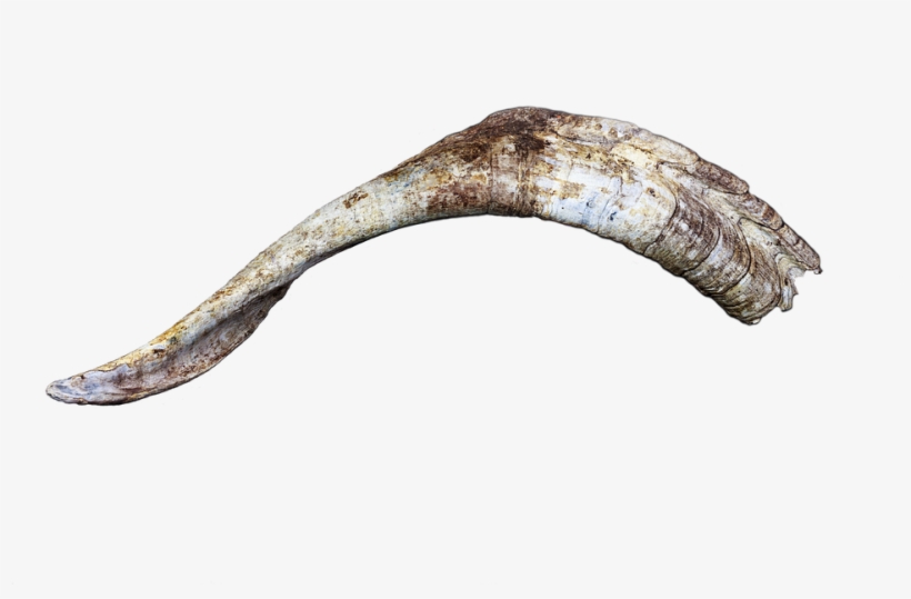 Horn, Horns, Bock, Goat, Billy Goat, Head, Isolated - Fish, transparent png