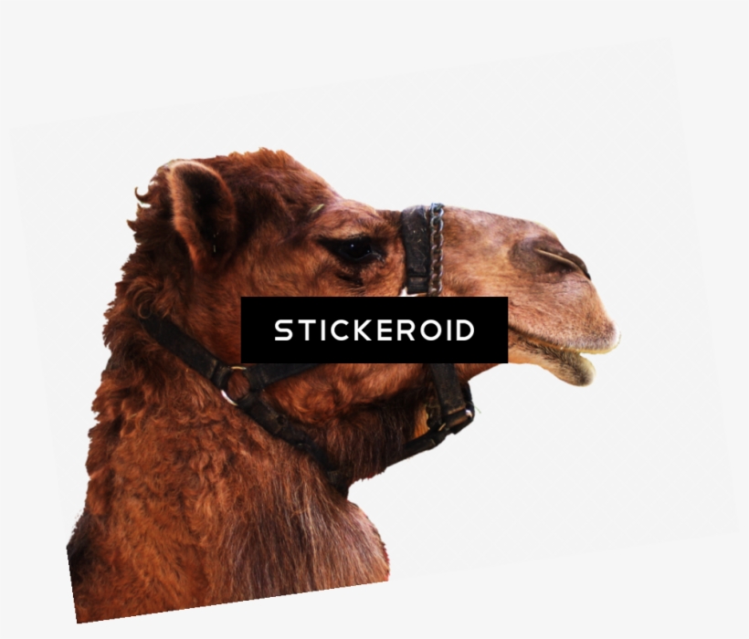 Camel - Arabian Camel, transparent png