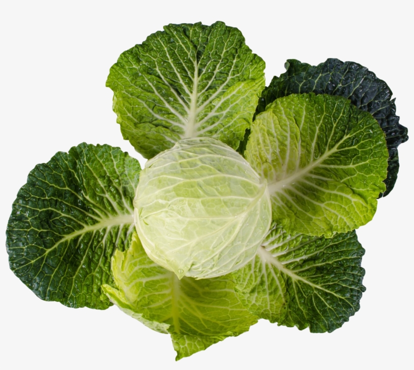 Cabbage Png Image2 - Cabbage, transparent png
