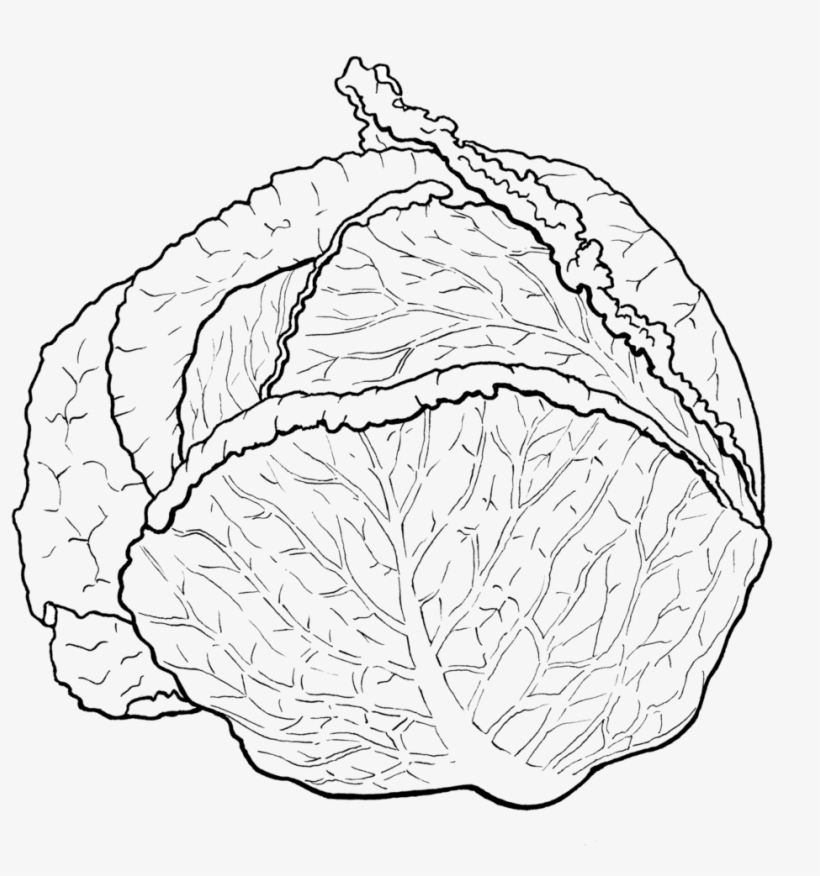 Cabbage - Vegetable, transparent png