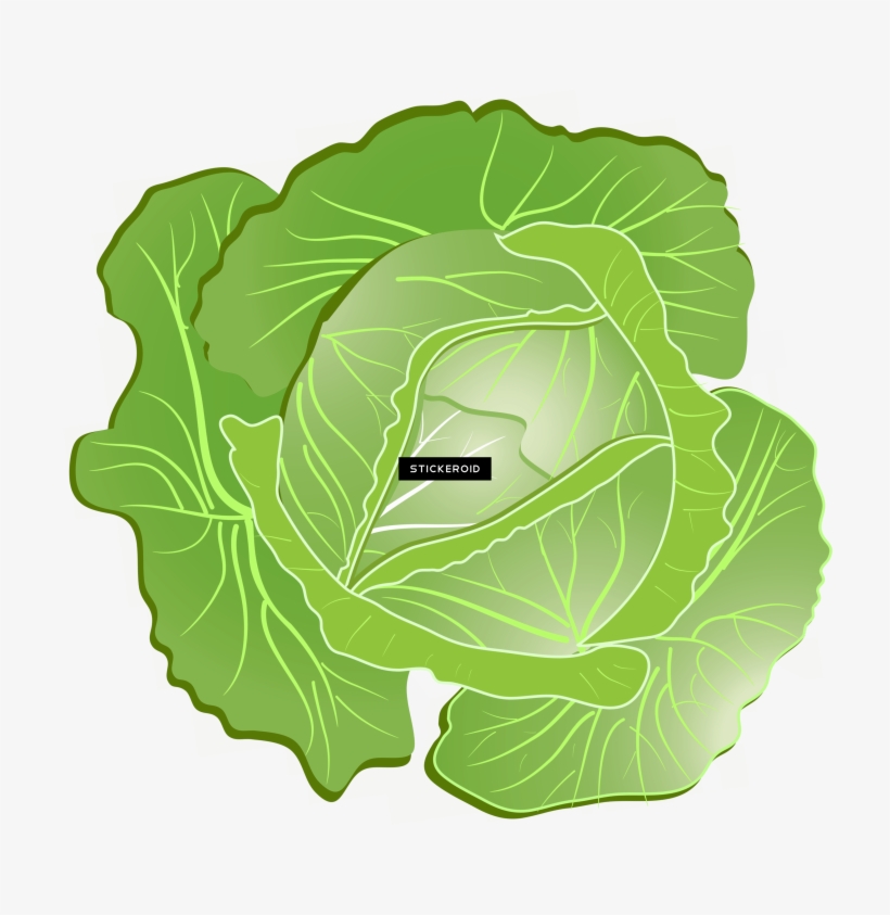 Cauliflower Cabbage - Cabbage Clipart Png, transparent png