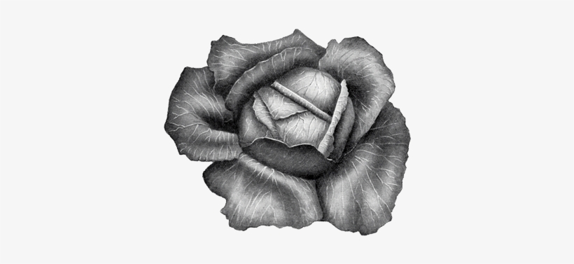 Cabbage, transparent png