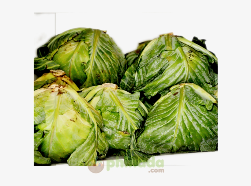 Phinada Cabbage - Iceburg Lettuce, transparent png