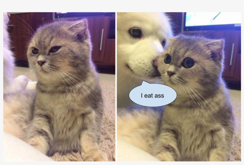 Kitten Memes, transparent png