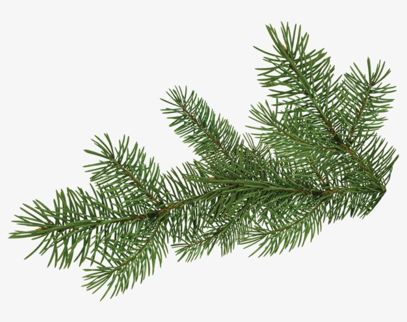 Pine Tree Branch - Portable Network Graphics, transparent png