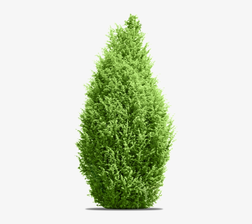 Pine Tree - Tree, transparent png