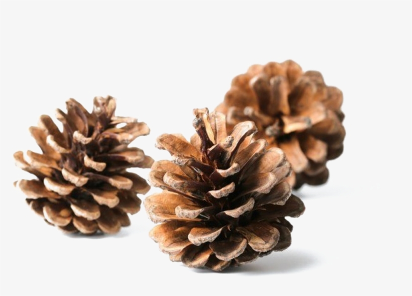 Pine Cone Download Transparent Png Image - Conifer Cone, transparent png