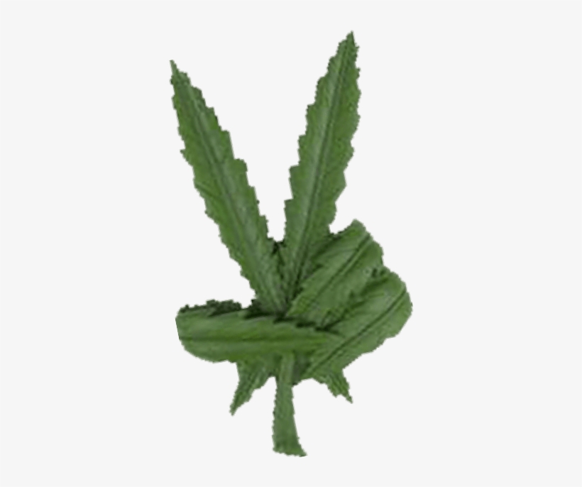 In Fact The Average Cannabis Customer Is Not What You - Pot Leaf, transparent png