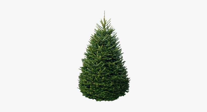 Christmas Tree Package - Fraser Fir Christmas Trees, transparent png