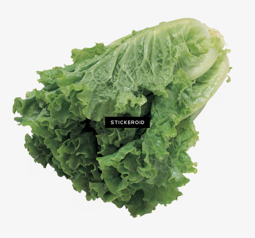 Salad Vegetables - Butter Lettuce Vegetable Seeds, transparent png