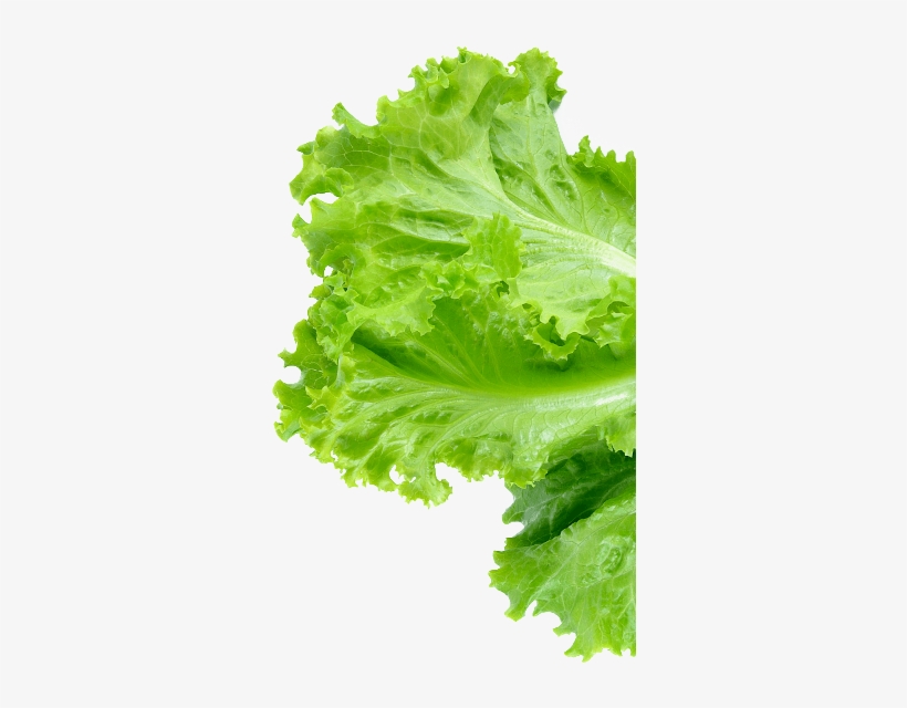 Footer Salmon Footer Lettuce Foote Bottom - Lettuce, transparent png