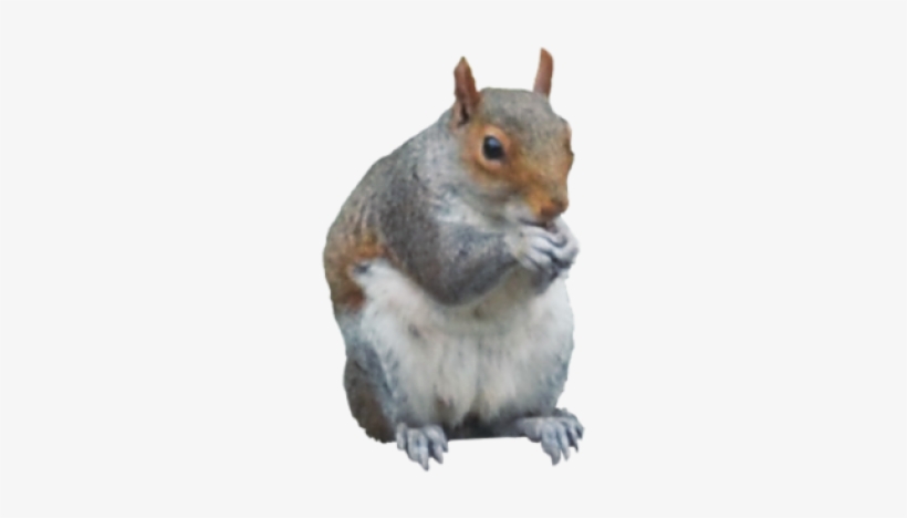 Squirrel Png - Portable Network Graphics, transparent png