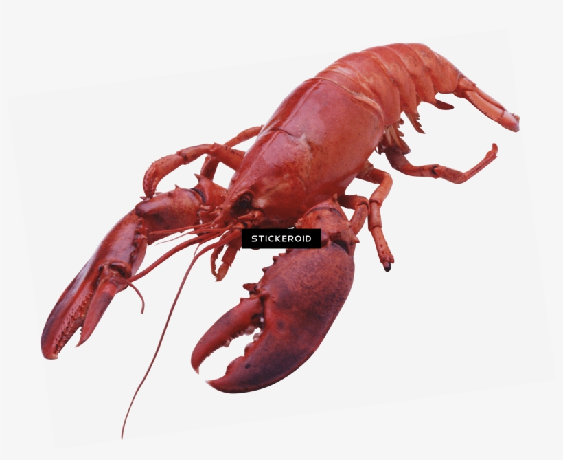 Lobster Large Front - Lobster Transparent Background, transparent png