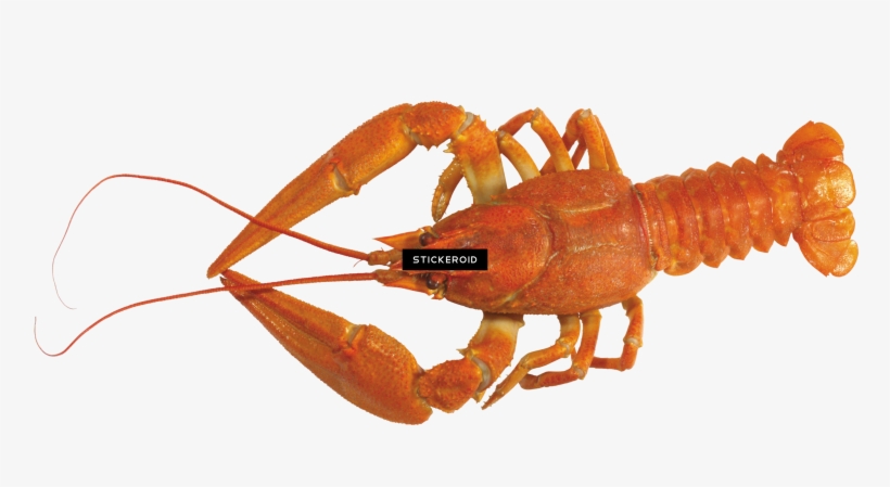 Lobster - American Lobster, transparent png