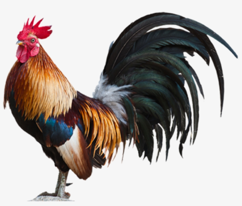 Rooster Dreams Meaning - Rooster Png, transparent png