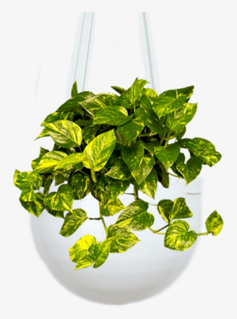 Devil's Ivy - Devils Ivy Money Plant, transparent png