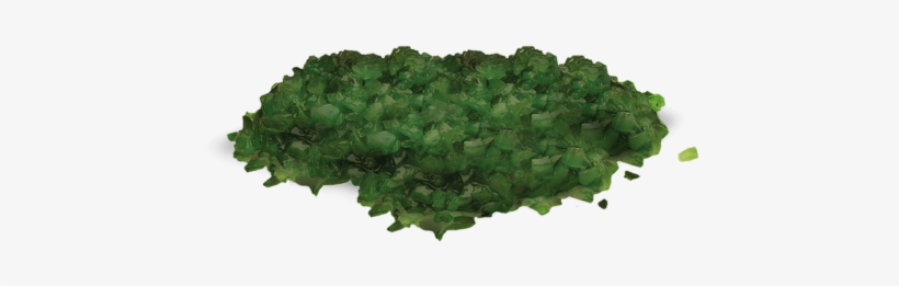 Chicago Relish - Shortleaf Black Spruce, transparent png