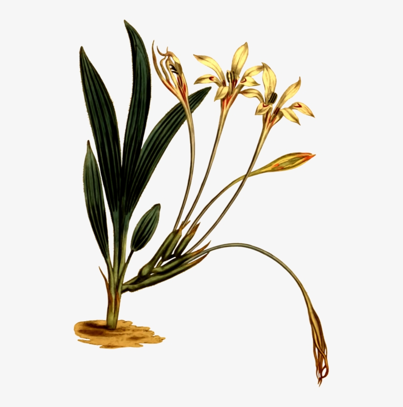 Grasses Flowerpot Plant Stem - Iris Family, transparent png