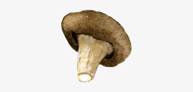 Mushrooms - Pleurotus Eryngii, transparent png