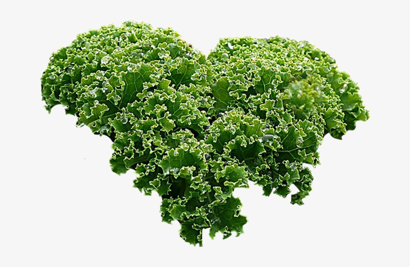 Kale - Tea With Heart Matcha Green Tea Powder; Usda Organic;, transparent png