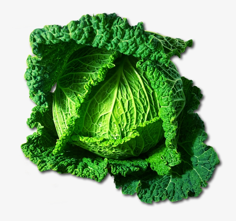 Kale Bitkisinin Faydaları Nelerdir - Clipart Picture Of Cabbage, transparent png
