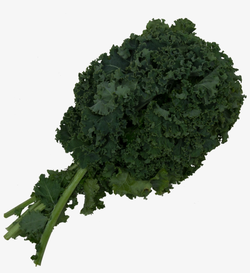 Kale - Wild Cabbage, transparent png