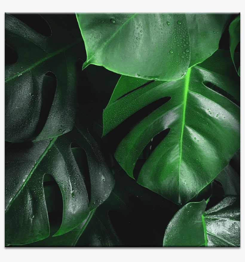 Leafy Green - Swiss Cheese Plant, transparent png