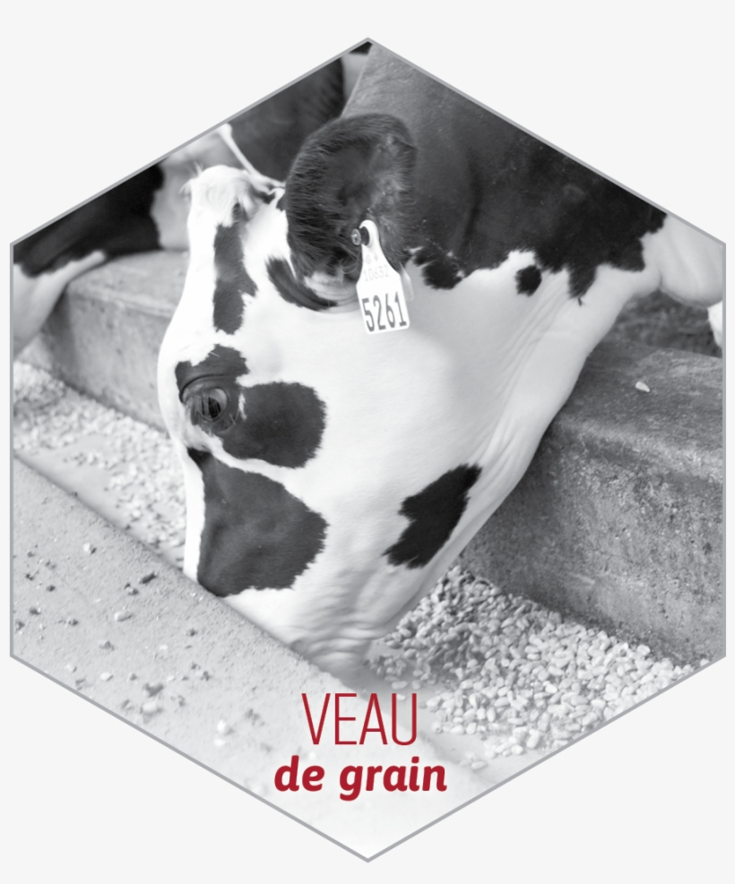 Veau-grain - Québec, transparent png