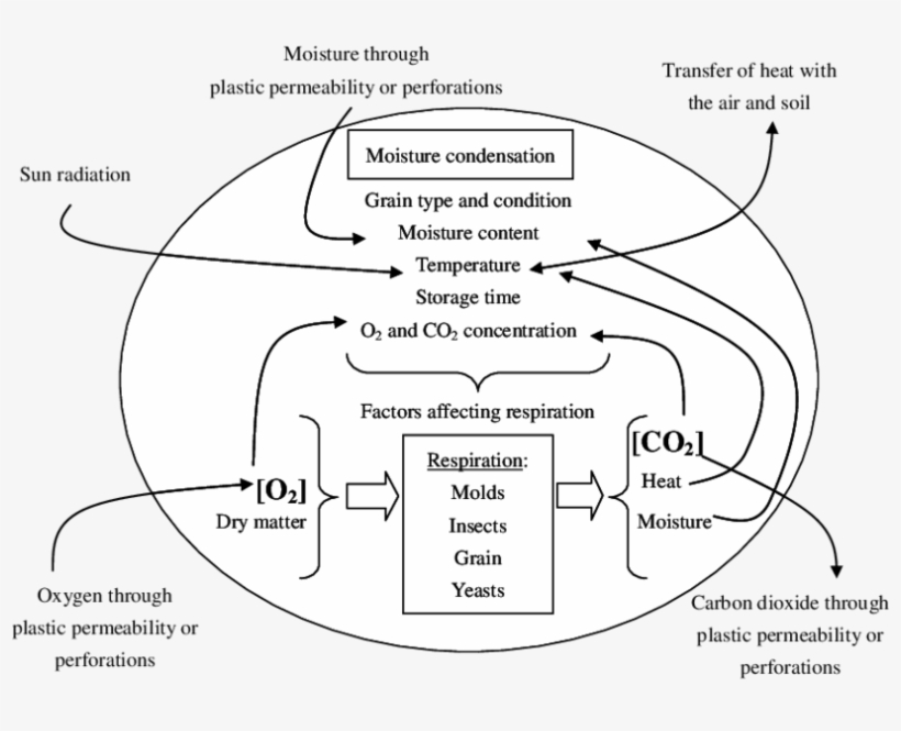 Diagram Of The Main Factors Affecting Respiration Of - Respiration Diagram, transparent png