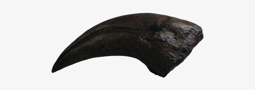 T Rex Claw - Trex Claw, transparent png