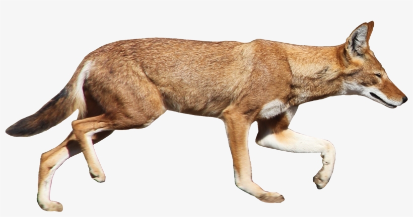 Ethiopian Wolf White Background, transparent png