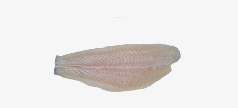 John Dory, transparent png