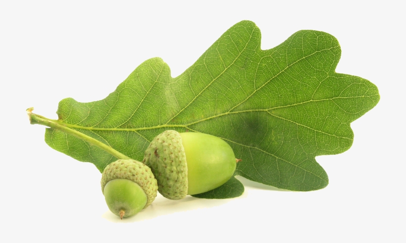 Acorn Animal Transparent Png Images Free Download 019 - Oak Leaf Gif, transparent png