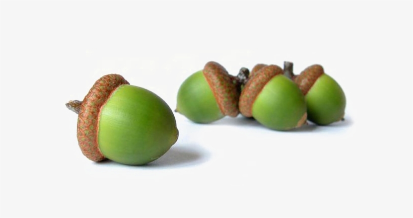 Acorn Transparent Background Png - Ama Physicians' Guide To Financial Planning, transparent png
