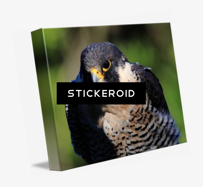 Peregrine Falcon Birds - Hawk, transparent png