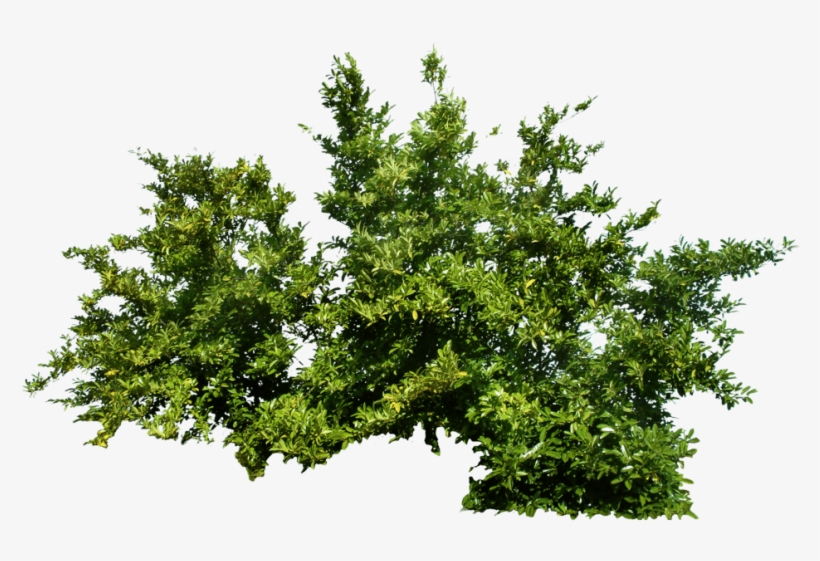 Free Png Bush Png Images Transparent - Green Bush Png, transparent png
