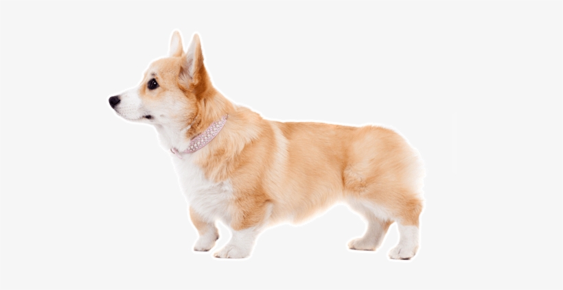 Looking For A Corgi Puppy Or Dog In Agoura Hills, California - Corgi Free, transparent png