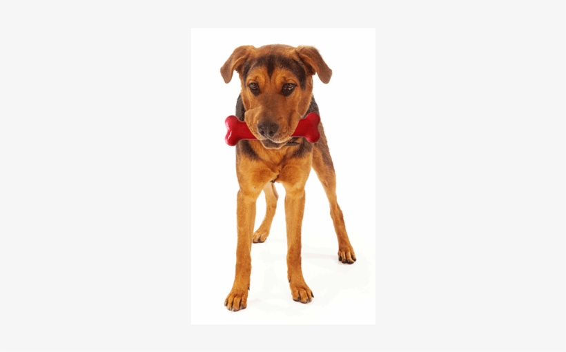 Dog Standing With Bone - Stock Photography, transparent png