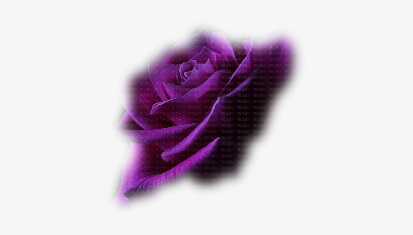 Minou Purple Rose Flower Lila Ros Blomma - Real Life Cute Pink Butterfly, transparent png
