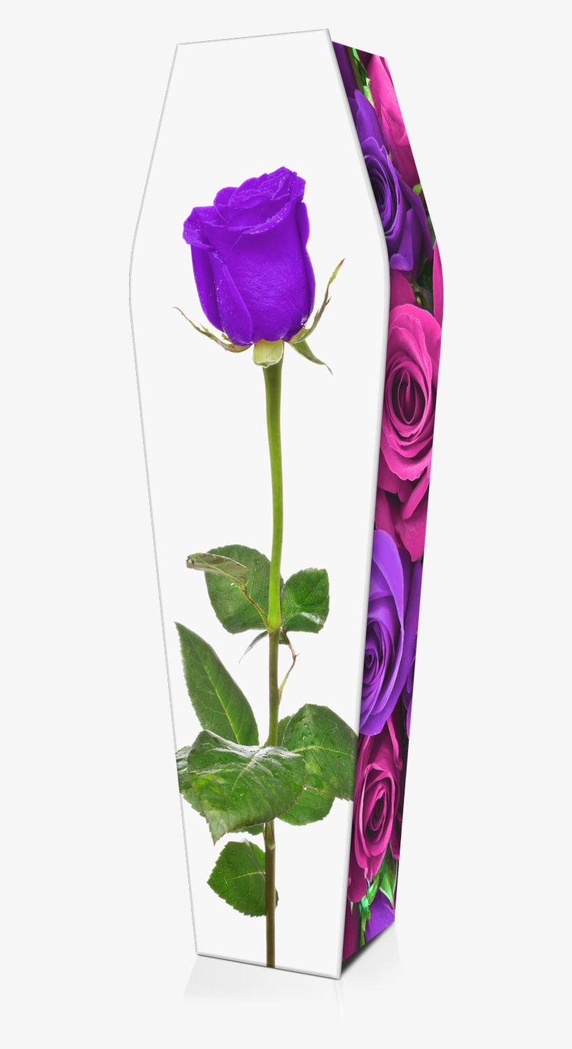 Expression Cofins - Rosa Roja Fondo Blanco, transparent png