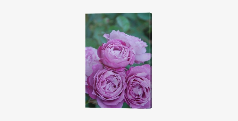 [lifestyle] Kartenbox Hard - Rosen, transparent png