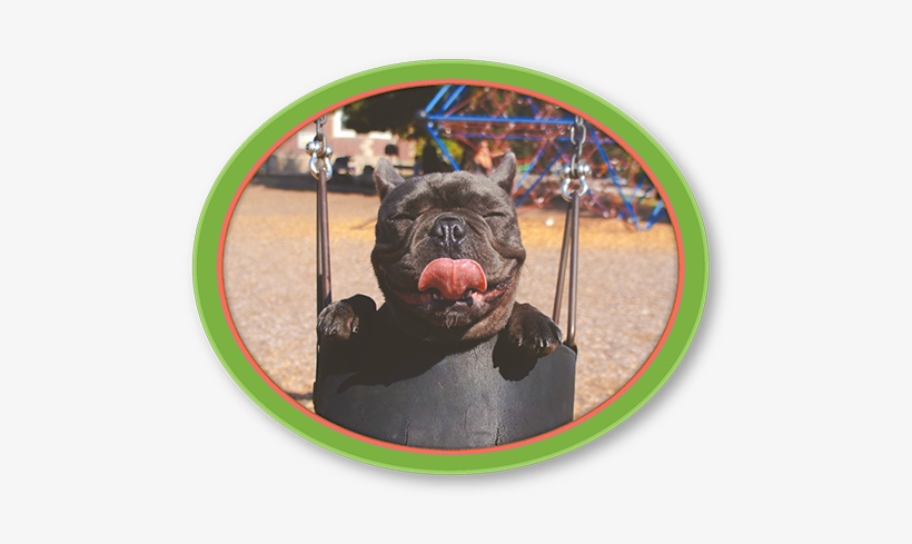 Always Ensure You Have A Good Vet Lined Up For Your - Pawsitive Vibes Funny Pun Dog T-shirt, transparent png