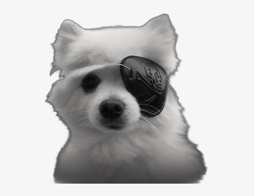Gabe The Dog Eyepatch - Gabe The Dog Png, transparent png