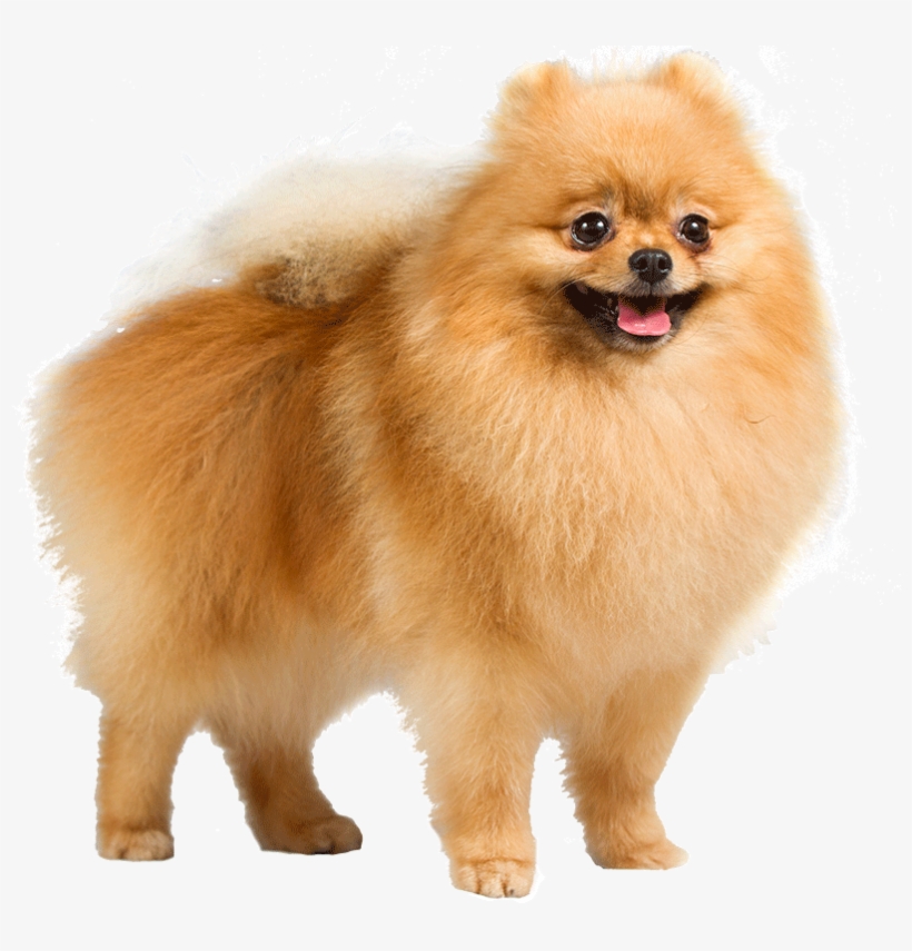 30 Most Beautiful Pomeranian Dog Photos And Pictures - German Shepherd Pomeranian Dog, transparent png