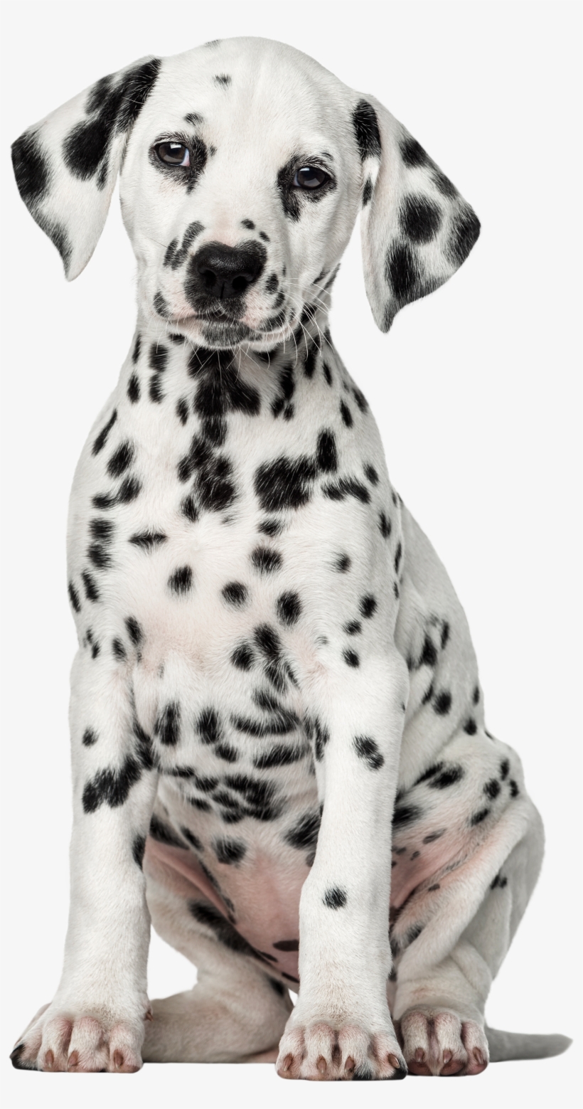 Dalmatian Dog Png Clip Art - Black Hawk Chicken And Rice Puppy Dry Dog Food 3kg, transparent png